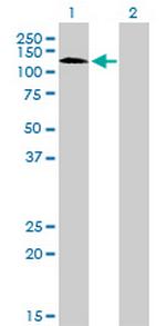 RNF111 Monoclonal Antibody (1C4)