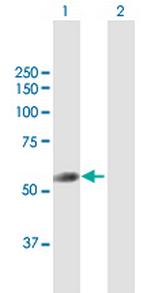 TRIT1 Polyclonal Antibody, MaxPab™