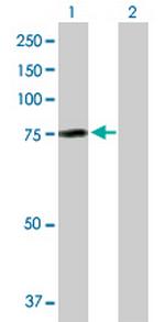 AHI1 Polyclonal Antibody, MaxPab™