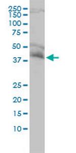 NDE1 Monoclonal Antibody (2G11-1C11)