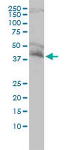 NDE1 Antibody in Western Blot (WB)