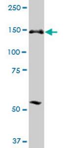 ERCC6L Polyclonal Antibody, MaxPab™