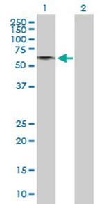 GDPD2 Polyclonal Antibody, MaxPab™