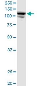 CC2D1A Antibody in Western Blot (WB)