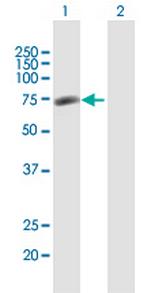 GPATC4 Polyclonal Antibody, MaxPab™