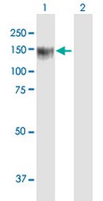 BCOR Polyclonal Antibody, MaxPab™