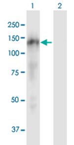 CASZ1 Polyclonal Antibody, MaxPab™