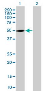 PXK Polyclonal Antibody, MaxPab™
