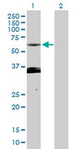PXK Polyclonal Antibody, MaxPab™