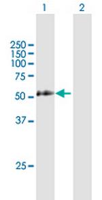 LAX1 Polyclonal Antibody, MaxPab™