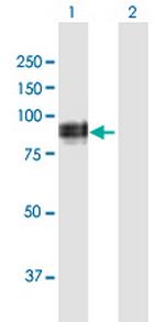 WHSC1L1 Polyclonal Antibody, MaxPab™
