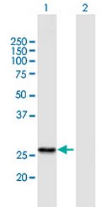 RG9MTD1 Polyclonal Antibody, MaxPab™