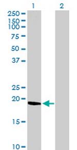 C9orf6 Antibody in Western Blot (WB)