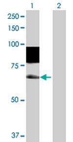 SSH3 Polyclonal Antibody, MaxPab™