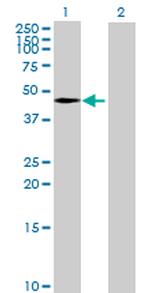 TIPIN Polyclonal Antibody, MaxPab™