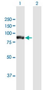 TTC12 Polyclonal Antibody, MaxPab™