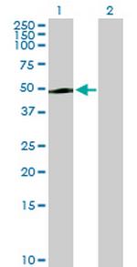 PAK1IP1 Antibody in Western Blot (WB)