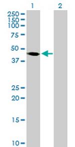 PAK1IP1 Antibody in Western Blot (WB)