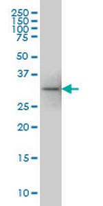 FLJ20643 Monoclonal Antibody (1G6)