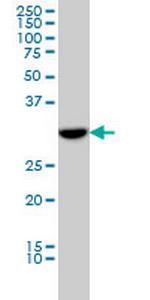 FLJ20643 Monoclonal Antibody (1E6)