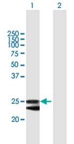 FKBP14 Polyclonal Antibody, MaxPab™