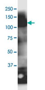 MOCOS Monoclonal Antibody (2E8)
