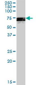 ATG16L1 Antibody in Western Blot (WB)