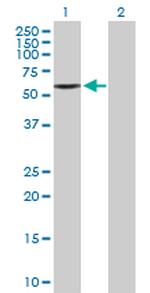 ATG16L1 Polyclonal Antibody, MaxPab™