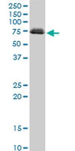 ATG16L1 Antibody in Western Blot (WB)