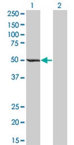 ZWILCH Monoclonal Antibody (1C9)