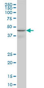 WIPI1 Monoclonal Antibody (3C1)