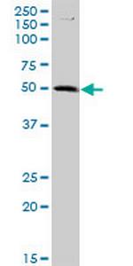C9orf68 Antibody in Western Blot (WB)