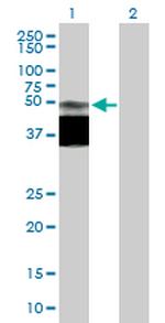 GPR172B Polyclonal Antibody, MaxPab™