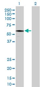 IFT57 Polyclonal Antibody, MaxPab™