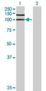 GPATC1 Polyclonal Antibody, MaxPab™
