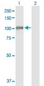 AGGF1 Polyclonal Antibody, MaxPab™