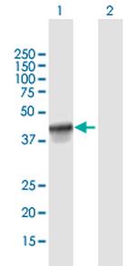 FANCL Antibody in Western Blot (WB)