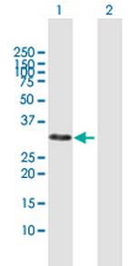 CDCA8 Polyclonal Antibody, MaxPab™