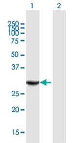 THAP1 Polyclonal Antibody, MaxPab™