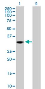 THAP1 Polyclonal Antibody, MaxPab™