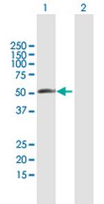 RBM23 Polyclonal Antibody, MaxPab™
