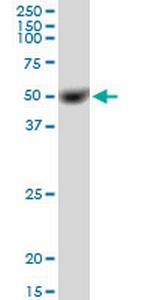 C14orf130 Polyclonal Antibody, MaxPab™