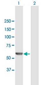 MSTO1 Polyclonal Antibody, MaxPab™