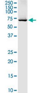 DARS2 Polyclonal Antibody, MaxPab™