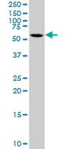 CEP55 Antibody in Western Blot (WB)