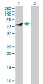 CEP55 Antibody in Western Blot (WB)