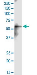 CEP55 Antibody in Western Blot (WB)