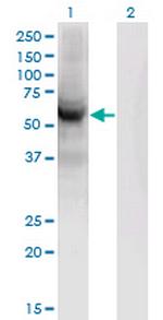 CEP55 Monoclonal Antibody (6B1)