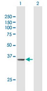PRMT6 Polyclonal Antibody, MaxPab™