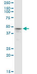 PRMT6 Monoclonal Antibody (3C3)